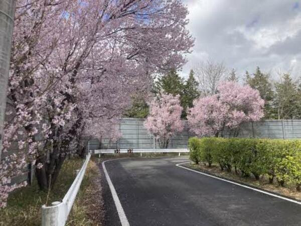 画像2:前面道路は桜並木