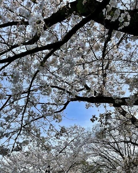 画像16:63m先にある梶ヶ谷第一公園の桜です