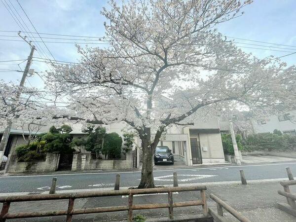 画像15:窓を開けると桜の木があり、前も抜けており、日当たり良好！