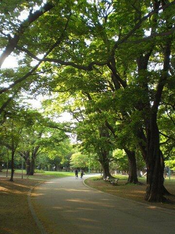 画像16:近隣には緑豊かな円山公園もあります。
