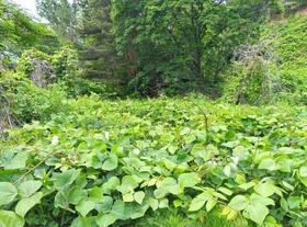 北海道小樽市稲穂５丁目