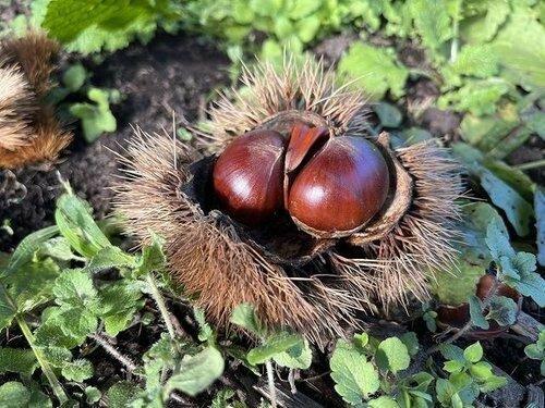 detached 静岡県田方郡函南町平井