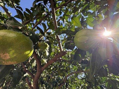 detached 静岡県田方郡函南町平井