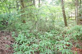 長野県北佐久郡軽井沢町大字長倉