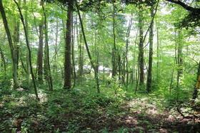 長野県北佐久郡軽井沢町大字長倉