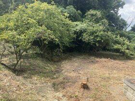 大阪府南河内郡太子町大字太子