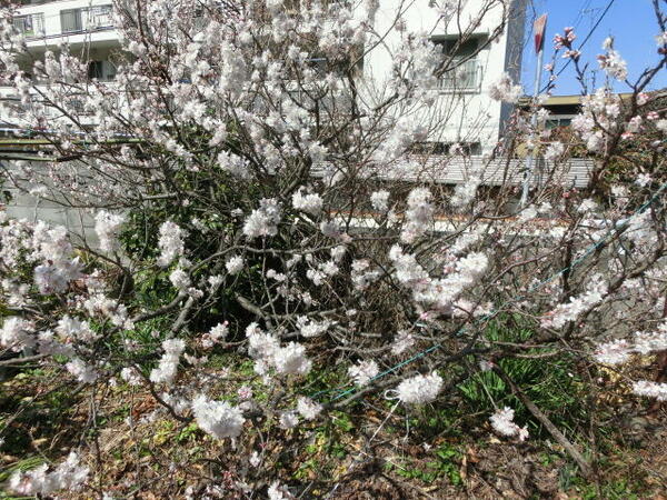 画像16:桜の名所が近くにあります。