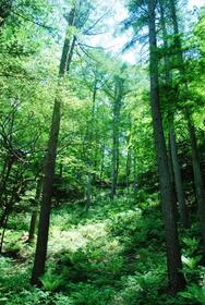 長野県北佐久郡軽井沢町大字発地ニュータウン