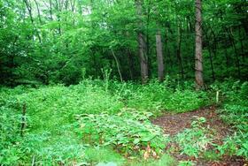 群馬県吾妻郡長野原町大字北軽井沢