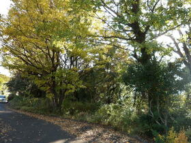 静岡県伊東市鎌田