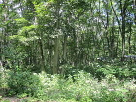 長野県上水内郡信濃町大字野尻大学村