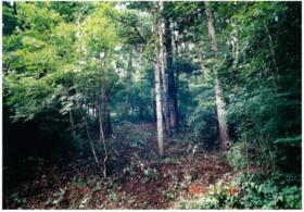 栃木県塩谷郡塩谷町大字熊ノ木