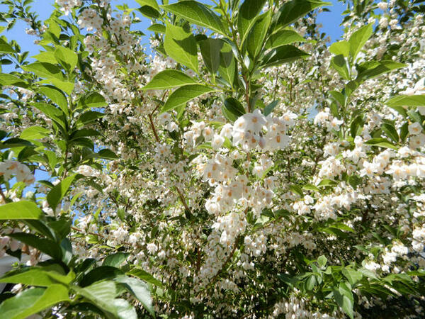 画像16:植栽のエゴノキの花が５月中旬頃見頃です。
