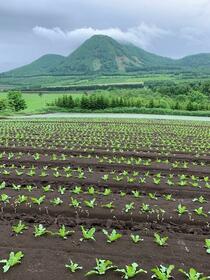 北海道虻田郡留寿都村字留寿都
