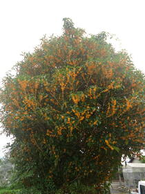 滋賀県高島市マキノ町中庄