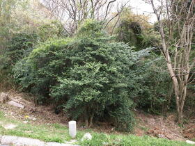 兵庫県西宮市甲陽園目神山町