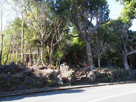 静岡県伊東市八幡野