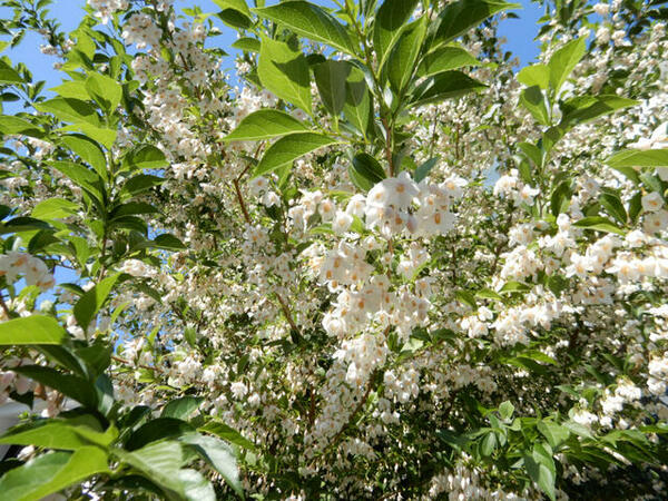 画像14:植栽のエゴノキの花が５月中旬頃見頃です。