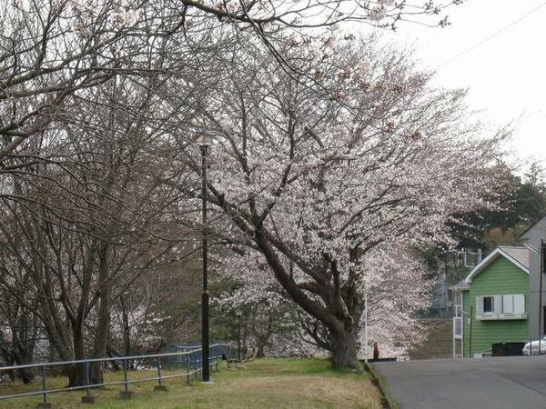 画像15:前の道です。春になると桜が満開になります。