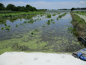 徳島県徳島市川内町富吉