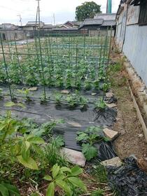 奈良県橿原市観音寺町