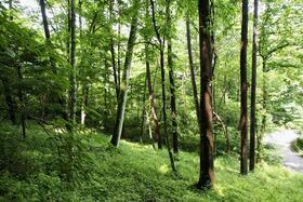 長野県北佐久郡軽井沢町大字軽井沢