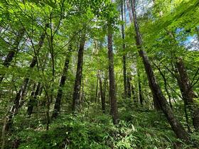 長野県諏訪郡富士見町立沢広原