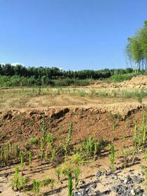 愛知県豊橋市伊古部町字島