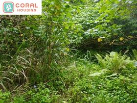 沖縄県国頭郡国頭村字安田