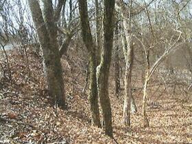 長野県北佐久郡軽井沢町大字長倉