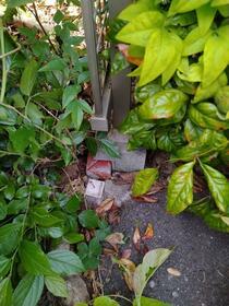 京都府京都市右京区龍安寺玉津芝町