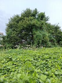 愛知県一宮市西五城字荒子中切