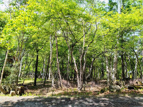 長野県南佐久郡川上村大字原