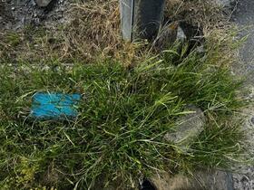 佐賀県佐賀市川副町大字犬井道