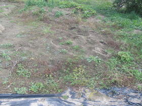 三重県桑名郡木曽岬町大字見入