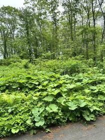 北海道茅部郡鹿部町字本別