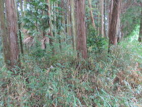 三重県津市白山町山田野