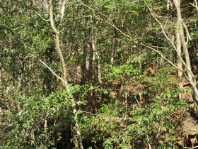 愛知県豊田市塩ノ沢町中ノ沢