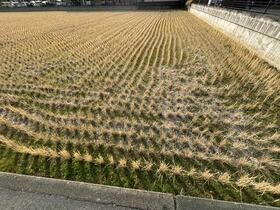 熊本県熊本市中央区出水６丁目