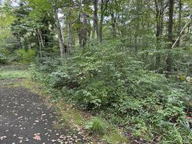 長野県上水内郡信濃町大字柏原