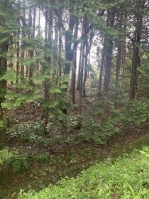 静岡県田方郡函南町平井南箱根ダイヤランド