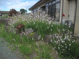 Image 64
