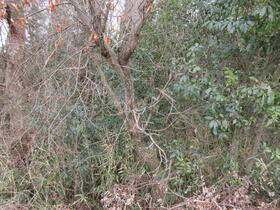 岡山県勝田郡奈義町中島西