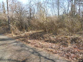 栃木県那須塩原市接骨木