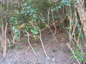 三重県志摩市浜島町南張