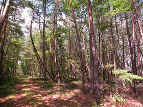 群馬県吾妻郡嬬恋村大字鎌原大カイシコ