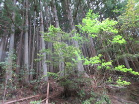 和歌山県田辺市本宮町伏拝
