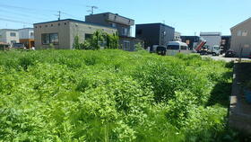 北海道札幌市東区東苗穂十二条３丁目