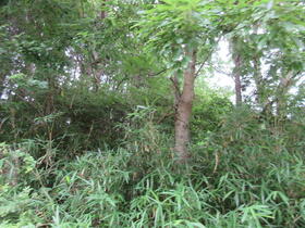 奈良県宇陀市室生三本松