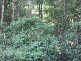 岡山県真庭市蒜山東茅部
